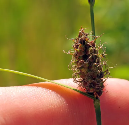 woolly sedge