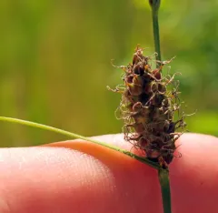 woolly sedge thumbnail 1