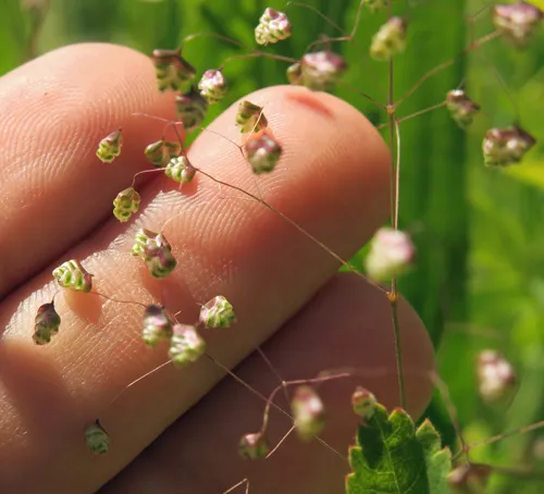 Little quaking-grass