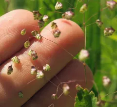 Little quaking-grass thumbnail 1