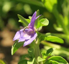 Californian Lobelia thumbnail 3