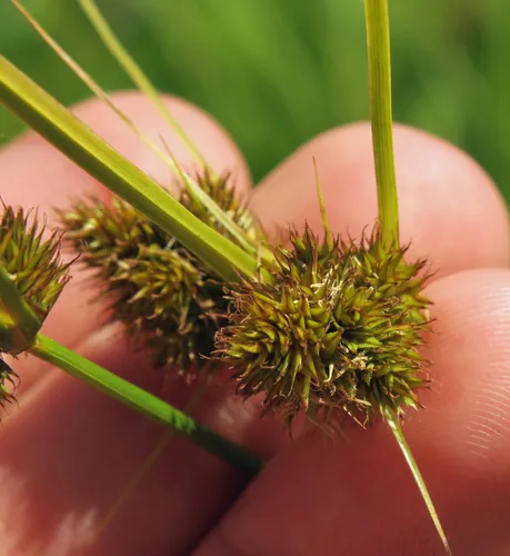 one-sided sedge