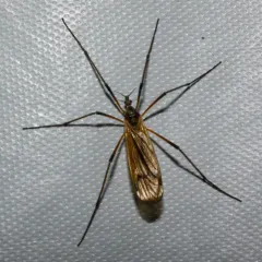 Prionolabis rufibasis thumbnail 1