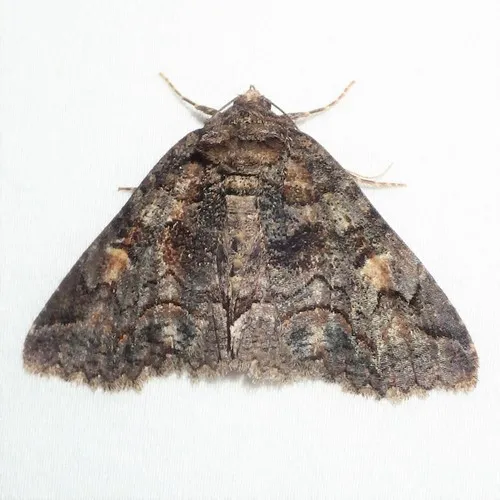 Bethune's Zale Moth