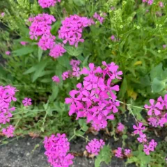Sweet William Catchfly thumbnail 3