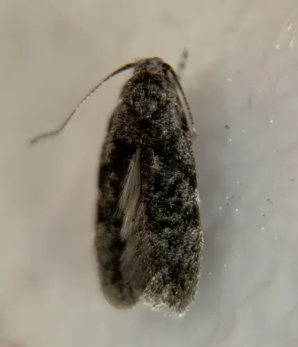 Xenolechia ontariensis