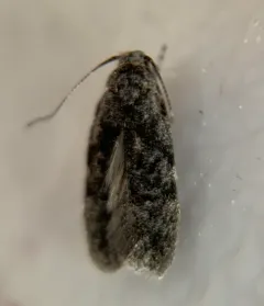 Xenolechia ontariensis thumbnail 1