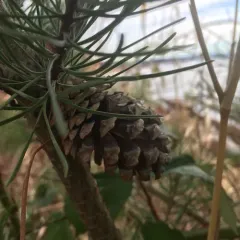 lodgepole pine thumbnail 1