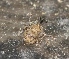 Microplontus campestris thumbnail 3