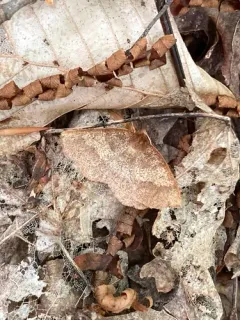 Angled Metarranthis Moth thumbnail 1