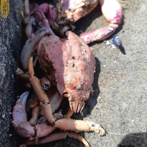 Great Spider Crab