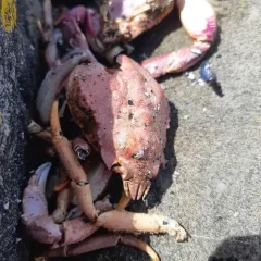 Great Spider Crab thumbnail 1