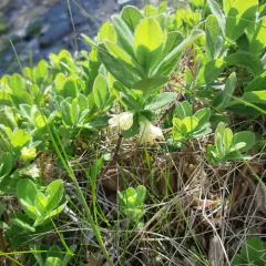 mountain fly-honeysuckle thumbnail 2