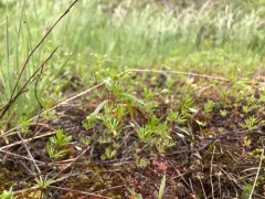 northern linanthus thumbnail 4