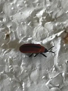 Soybean Leafminer thumbnail 3