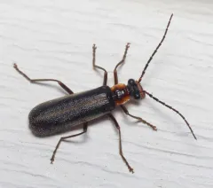 Podabrus intrusus thumbnail 1