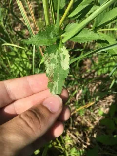 Phytomyza ziziae thumbnail 1