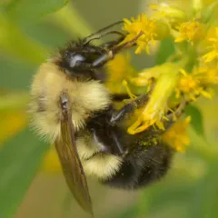 Half-black Bumble Bee thumbnail 2