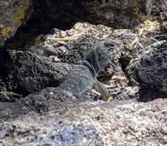 Desert Collared Lizard thumbnail 3