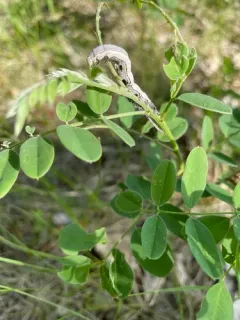 Three-staff Underwing thumbnail 3
