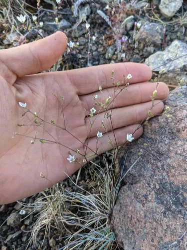 Howell's sandwort