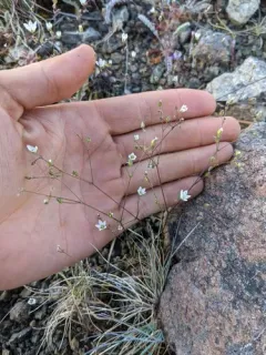 Howell's sandwort thumbnail 1