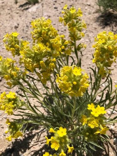 Brenda's Yellow Cryptantha