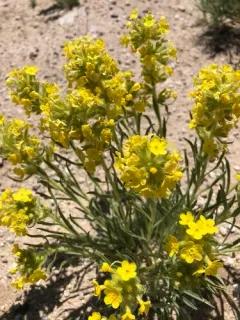 Brenda's Yellow Cryptantha thumbnail 1