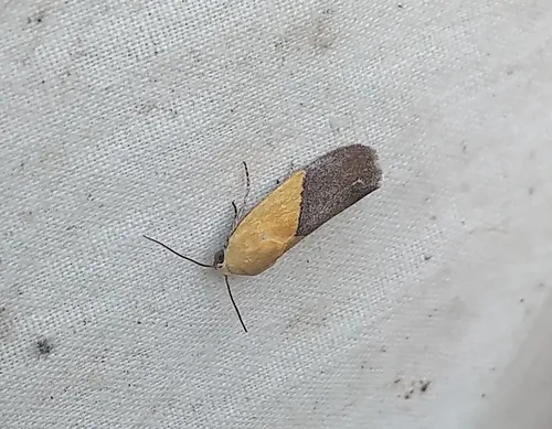 Half-yellow Moth