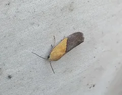 Half-yellow Moth thumbnail 1