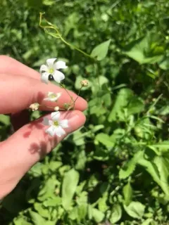 showy baby's-breath thumbnail 3
