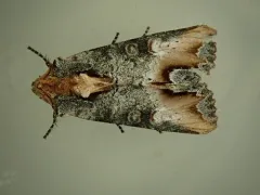 Admetovis oxymorus thumbnail 3