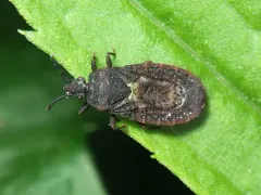 Neuroctenus simplex thumbnail 2
