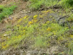 Nez Perce Monkeyflower thumbnail 2