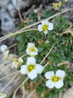 Limestone Draba thumbnail 1
