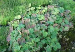 Lady's-mantle thumbnail 2