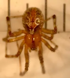 Painted Cobweb Weaver thumbnail 2