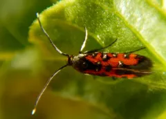 Neoheliodines nyctaginella thumbnail 2