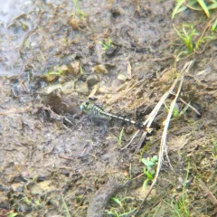 Unicorn Clubtail thumbnail 3