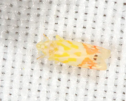 Eratoneura adunca