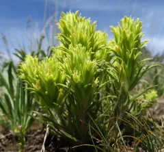 Pale Wallowa paintbrush thumbnail 4