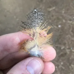 American Barn Owl thumbnail 4