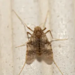 Psectrotanypus dyari thumbnail 2
