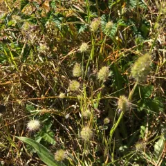 bristly dogtail grass thumbnail 4
