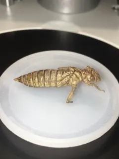 St. Croix Snaketail thumbnail 1