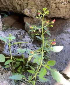 Desert Figwort thumbnail 4