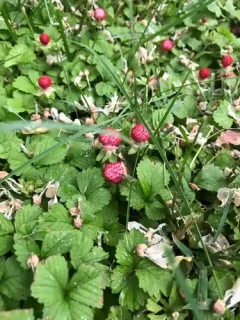 Lesser Mock-strawberry thumbnail 2
