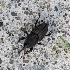 Bluegrass Billbug thumbnail 4