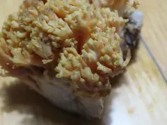 Ramaria rubricarnata thumbnail 4