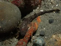 Smooth Alligatorfish thumbnail 2